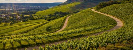 Chianti Classico Bike Tour from Siena