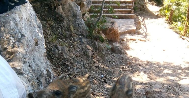 Palermo Sea and Nature Adventure Tour