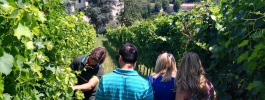 Euganean Hills Wine Tour