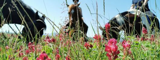 Horsebackriding - explore Tuscan nature