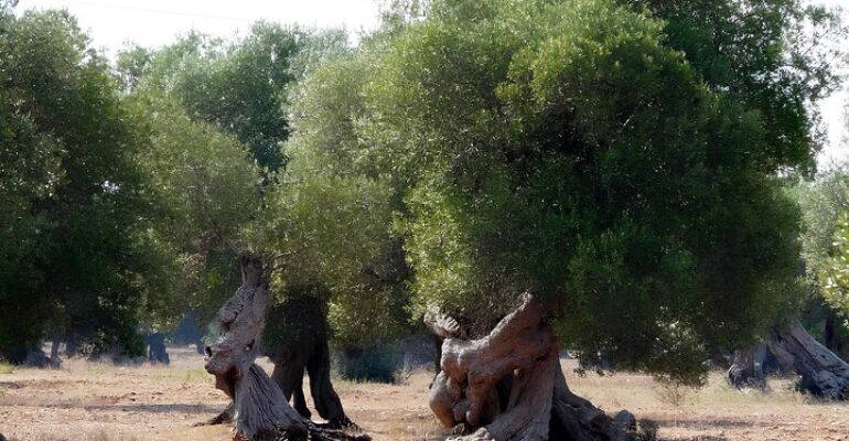 Puglia Olive Oil Tasting and Tour