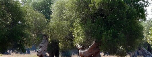 Puglia Olive Oil Tasting Experience with Olive Grove Walk