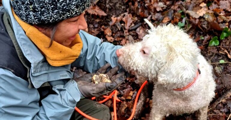 Turin Truffle Hunting and Culinary Adventure