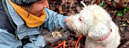 Truffle Hunting and Lunch in Piedmont Trattoria