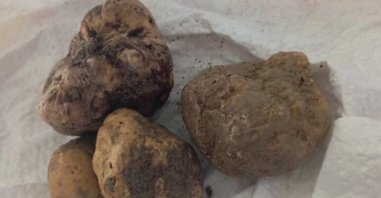 Boglietto Truffle Hunting and Wine Tasting