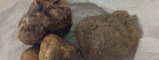 Alba Truffle Hunting, Barolo and Barbaresco Tasting