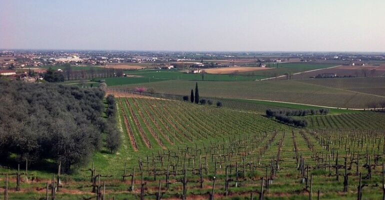 Conegliano Prosecco Hills Wine Tasting Tour