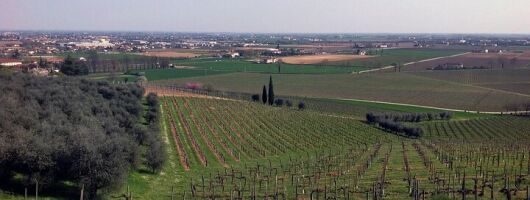 Prosecco Private Tour Valdobbiadene Conegliano