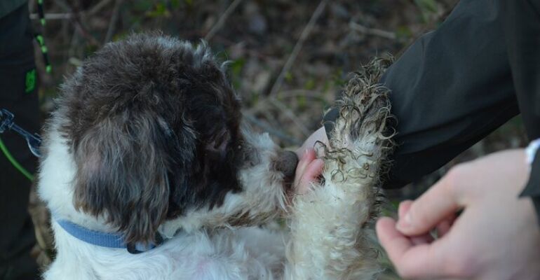 Chianti Truffle Hunting and Wine Tasting