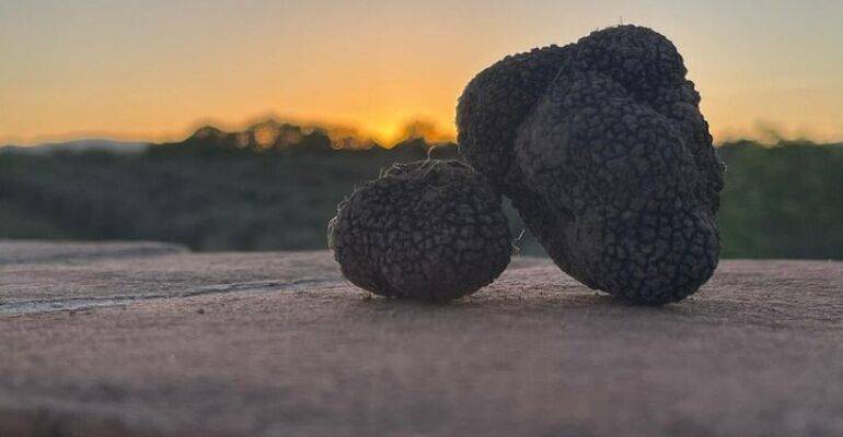 San Gimignano Truffle Hunting and Wine Tasting