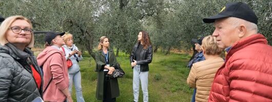 Olive Tree Tour, Visit Vallarella Oil Mill, Oil Tasting