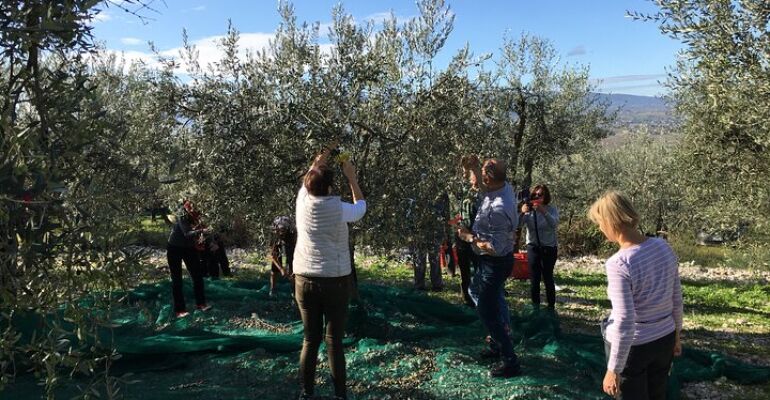 Trevi Olive Grove and Oil Tasting Tour