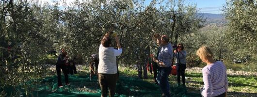 Visit olive groves and oil mill with oil tasting in Trevi in Umbria