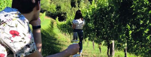 Winery Tour and Tasting 4 wines at Cantina Le Macchie near Rome