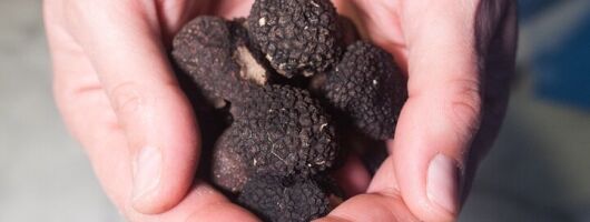 Cesarine: Truffle Dining and Cooking Demo Experience in Perugia