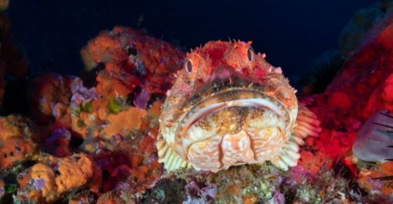 Tutukaka Poor Knights Three-Dive Day Trip from $489